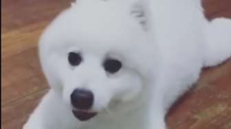 VIDEO: Kocak, Suara Anjing Ini Seperti Donald Bebek