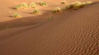 Studi: Tahun 2070, Suhu Dunia Setara dengan Gurun Sahara