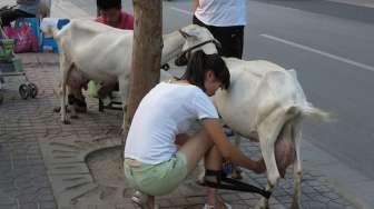 Jual Susu Langsung dari Kambing, Suami Istri Ini Banjir Pembeli