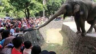 Libur Tahun Baru, Bonbin Ragunan Masih Jadi Favorit