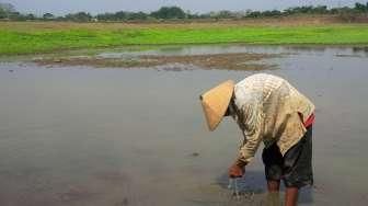 El Nino, 111 Ribu Hektar Sawah Kering, 8.900 Hektar Gagal Panen