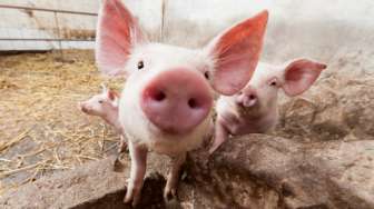 Penyeludupan Ratusan Kilogram Daging Babi Ilegal Berhasil Digagalkan di Parepare