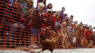 Kompetisi Balap Ayam Internasional