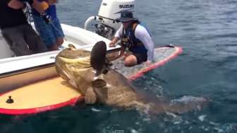 VIDEO: Pemancing Ini Dapat Ikan Hampir Sebesar Kapalnya