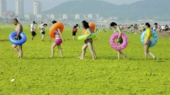 Wisatawan memadati sebuah pantai yang diselimuti lapisan ganggang hijau di Qingdao, Provinsi Shandong, Cina, (24/7)