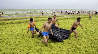 Wisatawan memadati sebuah pantai yang diselimuti lapisan ganggang hijau di Qingdao, Provinsi Shandong, Cina, (24/7)