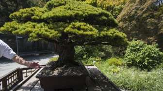 Siapa Sangka Bonsai Ini Mampu Bertahan dari Pemboman Hiroshima