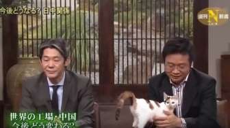 VIDEO: Seekor Kucing Ganggu Talkshow Berita Televisi Jepang