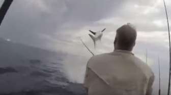 VIDEO: Wow, Hiu Ini Lompat 3,6 Meter Keluar dari Laut  