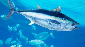 6 Arti Mimpi Dapat Ikan Besar: Dapat Rezeki Nomplok atau Teman Lagi Berbohong?