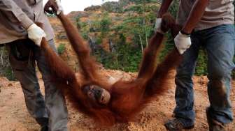 Orangutan Sumatera Terisolir