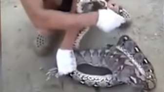VIDEO: Mengejutkan, Apa yang Ditelan Piton Ini