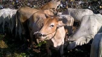 Gawat, Sapi Putri Cempo Kandung Logam Berat