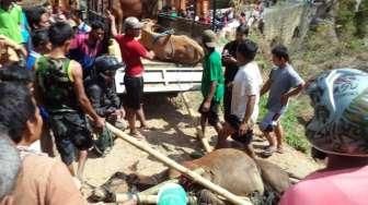 Mau Dijual ke Jakarta, Truk Sapi Kurban 'Nyungsep' ke Sungai