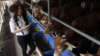 Haji Doni Kurangi Stok Sapi di Mall Hewan Kurban Miliknya