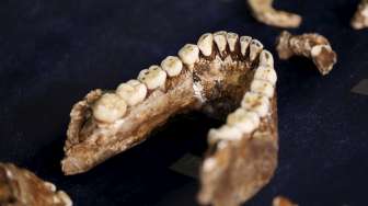 Ilmuwan Temukan Homo Naledi, Spesies Manusia Baru di Afsel