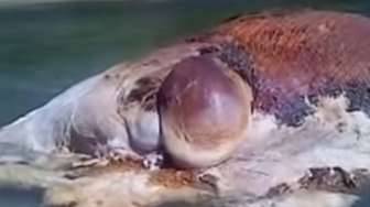 VIDEO: Makhluk Mirip Gurita Raksasa Terdampar di Pulau Hatta