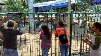 Sapi Raksasa Sumbangan Jokowi di Istiqlal Jadi Hiburan Warga
