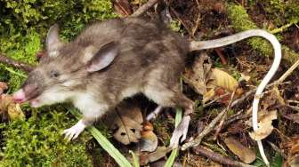 Tikus Berhidung Babi, Spesies Baru yang Ditemukan di Indonesia