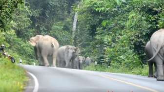 VIDEO: Seram, Lelaki Ini Nyaris Dikeroyok Kawanan Gajah