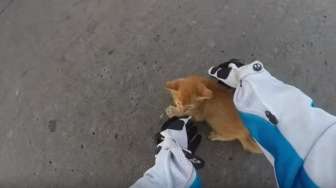 Parkir Motor di Tengah Jalan, Biker Selamatkan Nyawa Anak Kucing