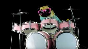 VIDEO: Lucu, Anjing Pug Main Drum Lagu Metallica