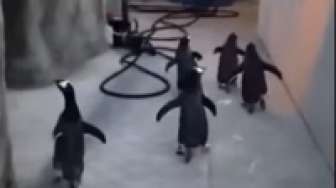 VIDEO: Lucu, Pinguin Madagaskar dalam Kehiduupan Nyata