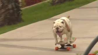 VIDEO: Wow, Naik Skateboard Anjing Bulldog Bikin Rekor Dunia