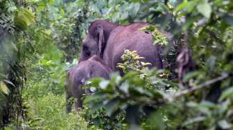 Masuk Perkebunan Warga, Gajah Makan Kelapa Sawit di Pelalawan