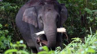 Gajah Lempar Batu, Gadis 7 Tahun Meninggal