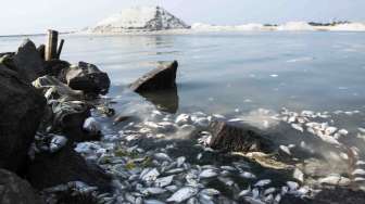 Ribuan Ikan Mati di Ancol