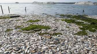 Ribuan Ikan Mati di Ancol