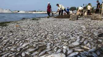 Jutaan Ikan Mati, Penghasilan Nelayan di Ancol Anjlok