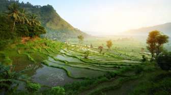 Hari Pangan Sedunia, Ini 5 Sawah Cantik yang Cocok Jadi Destinasi Wisata