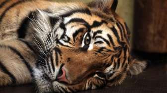 Seekor Harimau Sumatera yang Resahkan Warga Agam Akhirnya Masuk Kandang Jebak
