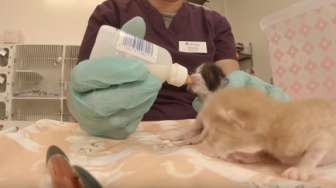 VIDEO: Wah, Ada Lho Pekerjaan Jadi Baby Sitter Anak Kucing