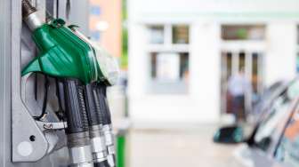 Tanaman Nyamplung Berpotensi Jadi Biodiesel Kendaraan, Perlu Didorong Pengembangannya