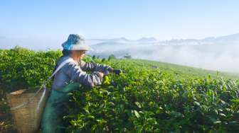 Udara Dingin Langka Landa Kebun Teh Kuno di Cina