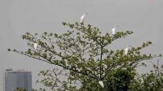 Habitat Burung Kuntul Terancam