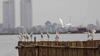 Habitat Burung Kuntul Terancam