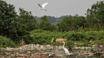 Habitat Burung Kuntul Terancam