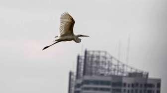 Habitat Burung Kuntul Terancam