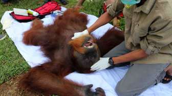 Orangutan Sumatera Dievakuasi
