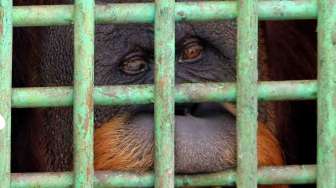 Orangutan Sumatera Dievakuasi