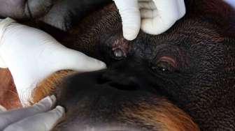 Orangutan Sumatera Dievakuasi