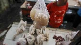 Harga Ayam Potong Turun