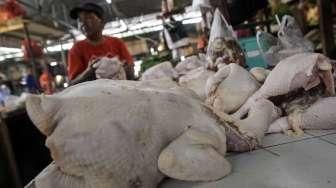 Harga Ayam Potong Turun