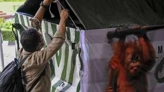 Repatriasi Tujuh Orangutan