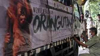 Repatriasi Tujuh Orangutan