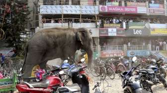 Gajah "Ngamuk" di India, 100 Rumah Rusak